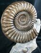 Huge Coroniceras Ammonite Display - France #8252-4